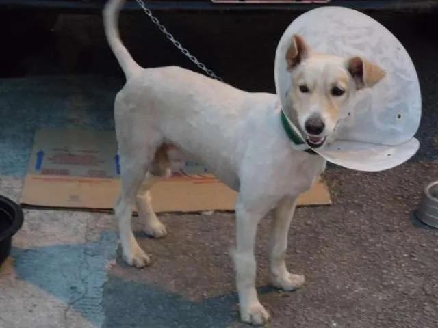 Cachorro ra a Indefinida idade 2 anos nome Sem Nome