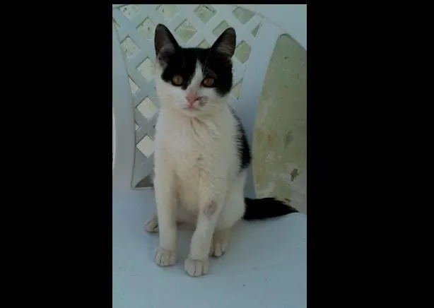Gato ra a  idade 2 a 6 meses nome branquinho
