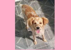 Cachorro raça SRD idade 2 anos nome Ferrujinha