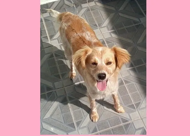 Cachorro ra a SRD idade 2 anos nome Ferrujinha