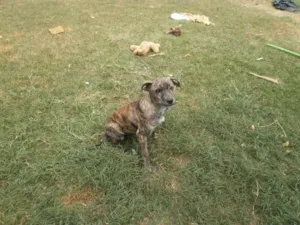Cachorro raça viralata idade 2 a 6 meses nome Pequeno