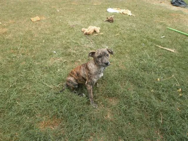 Cachorro ra a viralata idade 2 a 6 meses nome Pequeno