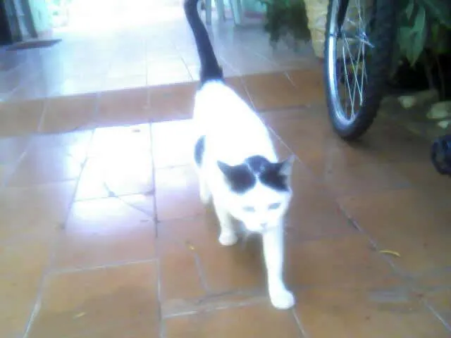 Gato ra a sei lá idade 2 anos nome o que se qué