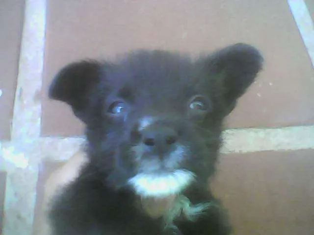 Cachorro ra a vira-latas idade 2 a 6 meses nome isabella