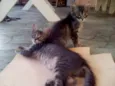 gatinhas lindas