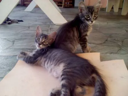 Gato ra a SRD idade 7 a 11 meses nome gatinhas lindas