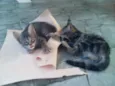 gatinhas lindas