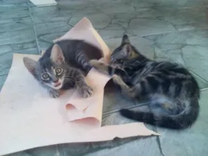 Gato raça SRD idade 7 a 11 meses nome gatinhas lindas