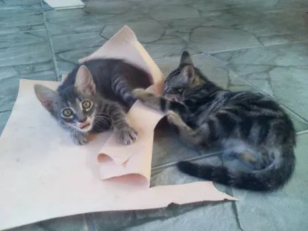 Gato ra a SRD idade 7 a 11 meses nome gatinhas lindas