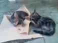 gatinhas lindas