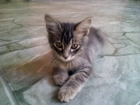 Gato ra a SRD idade 7 a 11 meses nome gatinhas lindas