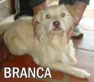 Cachorro raça SRD idade  nome BRANCA