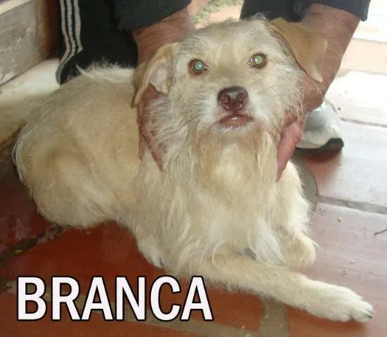Cachorro ra a SRD idade  nome BRANCA