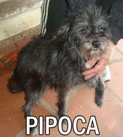 Cachorro ra a SRD idade  nome PIPOCA
