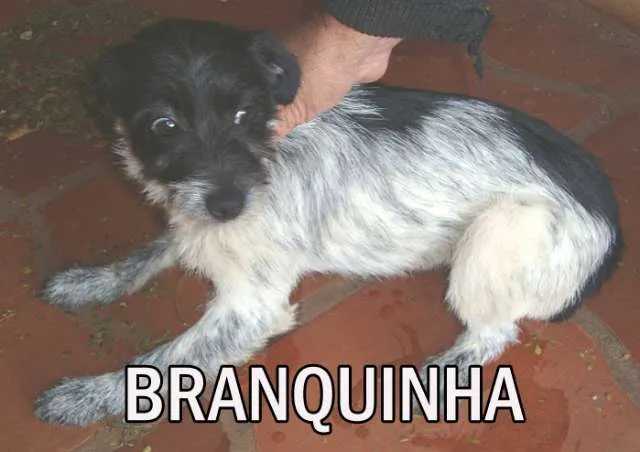 Cachorro ra a SRD idade  nome BRANQUINHA
