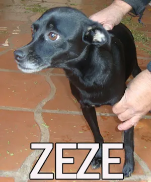 Cachorro raça SRD idade  nome ZEZE