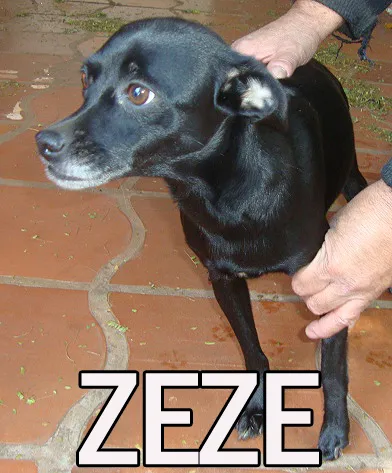 Cachorro ra a SRD idade nome ZEZE