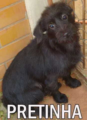 Cachorro ra a SRD idade  nome PRETINHA