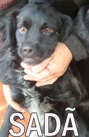 Cachorro ra a SRD idade  nome SADÃ