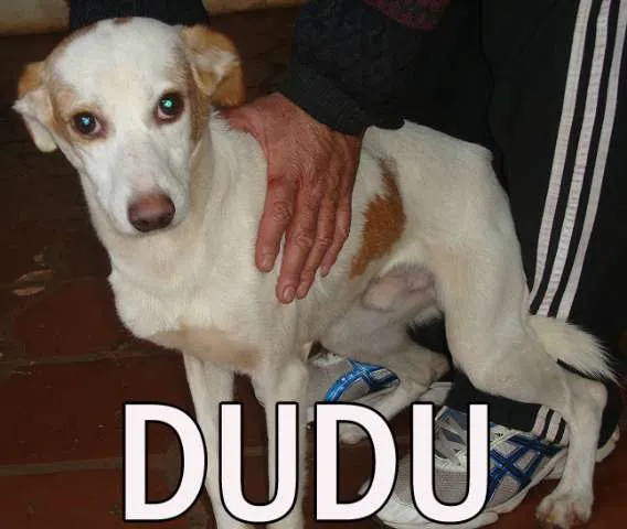 Cachorro ra a SRD idade  nome DUDU