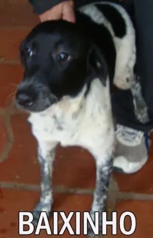 Cachorro raça SRD idade  nome BAIXINHO