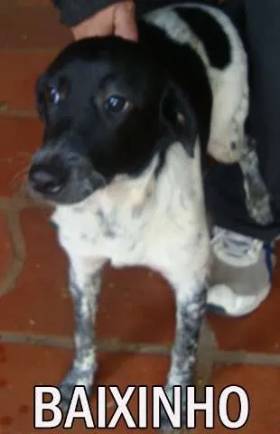 Cachorro ra a SRD idade  nome BAIXINHO