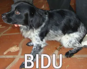 Cachorro raça SRD idade  nome BIDU