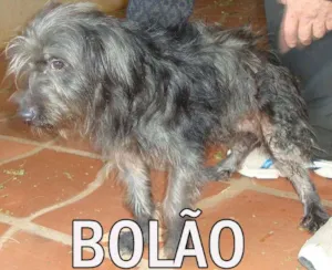 Cachorro raça SRD idade  nome BOLÃO