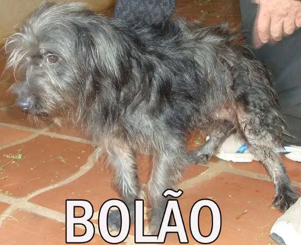 Cachorro ra a SRD idade  nome BOLÃO