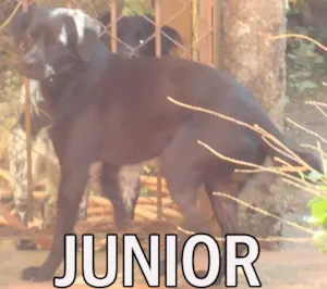 Cachorro raça SRD idade  nome JUNIOR