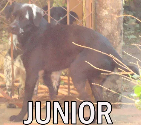 Cachorro ra a SRD idade  nome JUNIOR