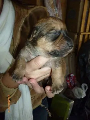 Cachorro raça SRD idade Abaixo de 2 meses nome NÃO ESCOLHIDO