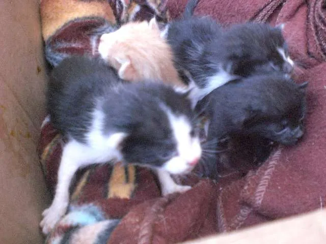 Gato ra a sem raça idade Abaixo de 2 meses nome URGENTE! FILHOTES, 