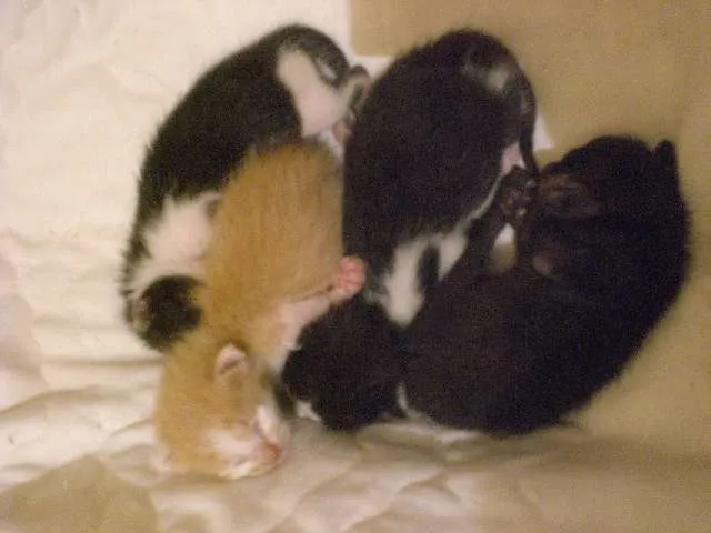 Gato ra a sem raça idade Abaixo de 2 meses nome URGENTE! FILHOTES, 