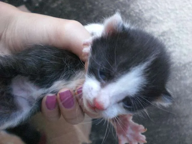 Gato ra a sem raça idade Abaixo de 2 meses nome URGENTE! FILHOTES, 