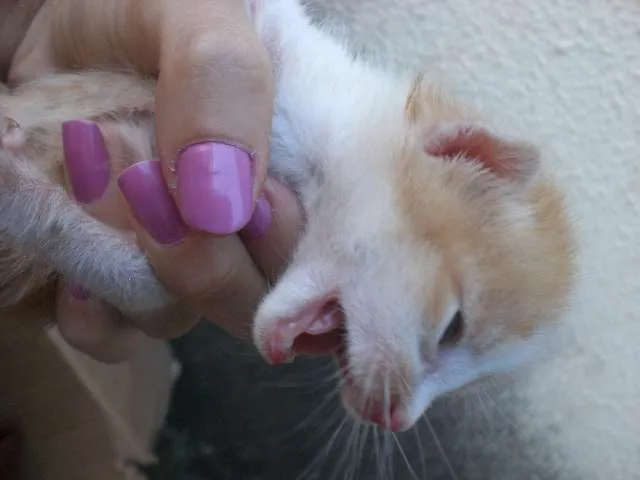 Gato ra a sem raça idade Abaixo de 2 meses nome URGENTE! FILHOTES, 