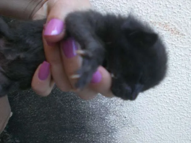 Gato ra a sem raça idade Abaixo de 2 meses nome URGENTE! FILHOTES, 