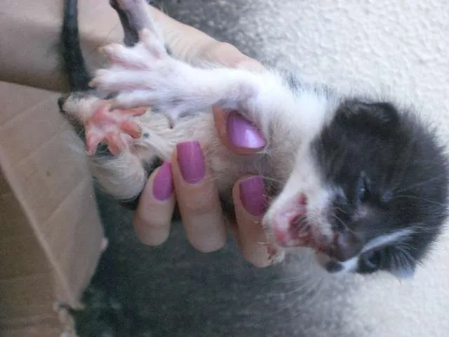 Gato ra a sem raça idade Abaixo de 2 meses nome URGENTE! FILHOTES, 