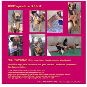 Cachorro raça SRD idade 4 anos nome DOLLY