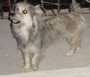 Cachorro raça poodle com viralata idade 2 anos nome Lilica GRATIFICA