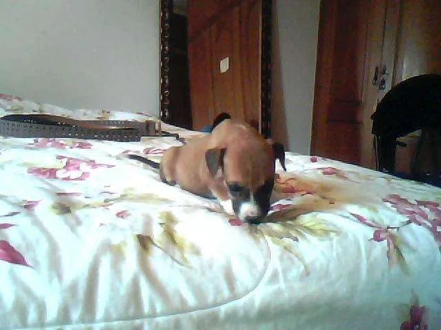 Cachorro ra a sem raça idade Abaixo de 2 meses nome nome indefinidado