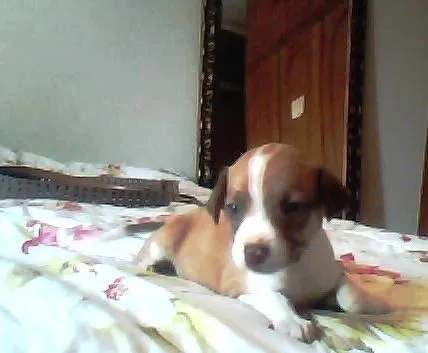 Cachorro ra a sem raça idade Abaixo de 2 meses nome nome indefinidado