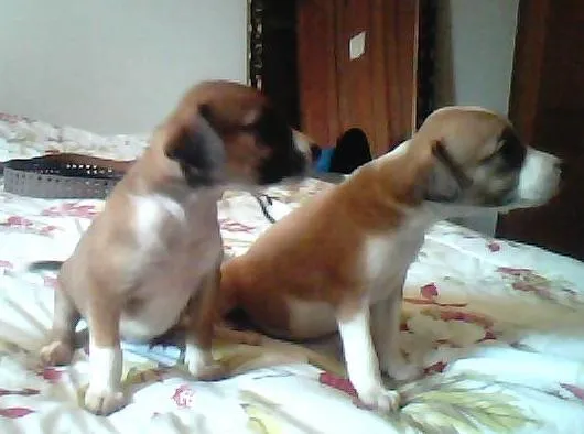 Cachorro ra a sem raça idade Abaixo de 2 meses nome nome indefinidado