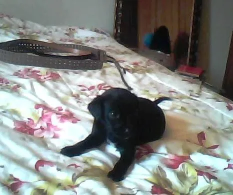 Cachorro ra a sem raça idade Abaixo de 2 meses nome nome indefinidado