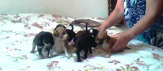 Cachorro ra a sem raça idade Abaixo de 2 meses nome nome indefinidado