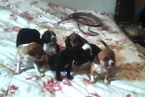 Cachorro ra a sem raça idade Abaixo de 2 meses nome nome indefinidado