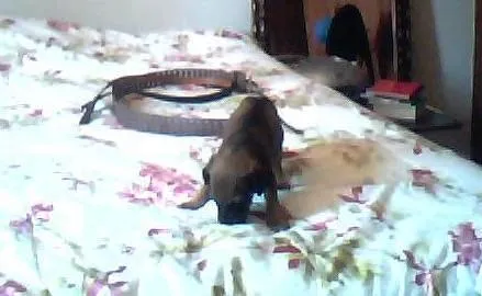 Cachorro ra a sem raça idade Abaixo de 2 meses nome nome indefinidado