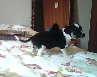 Cachorro ra a sem raça idade Abaixo de 2 meses nome nome indefinidado