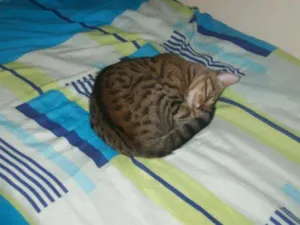 Gato raça  idade 2 a 6 meses nome nao tem