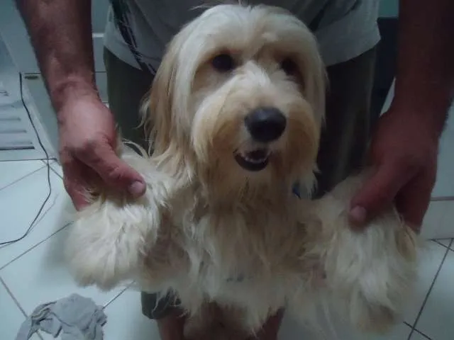 Cachorro ra a SRD idade 1 ano nome FREDDY